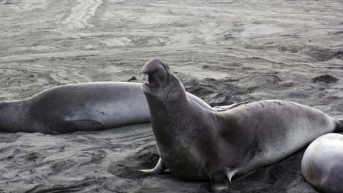SEALS ON THE BEACH  Jan 21, 2025