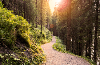 forestWalkUphill.png