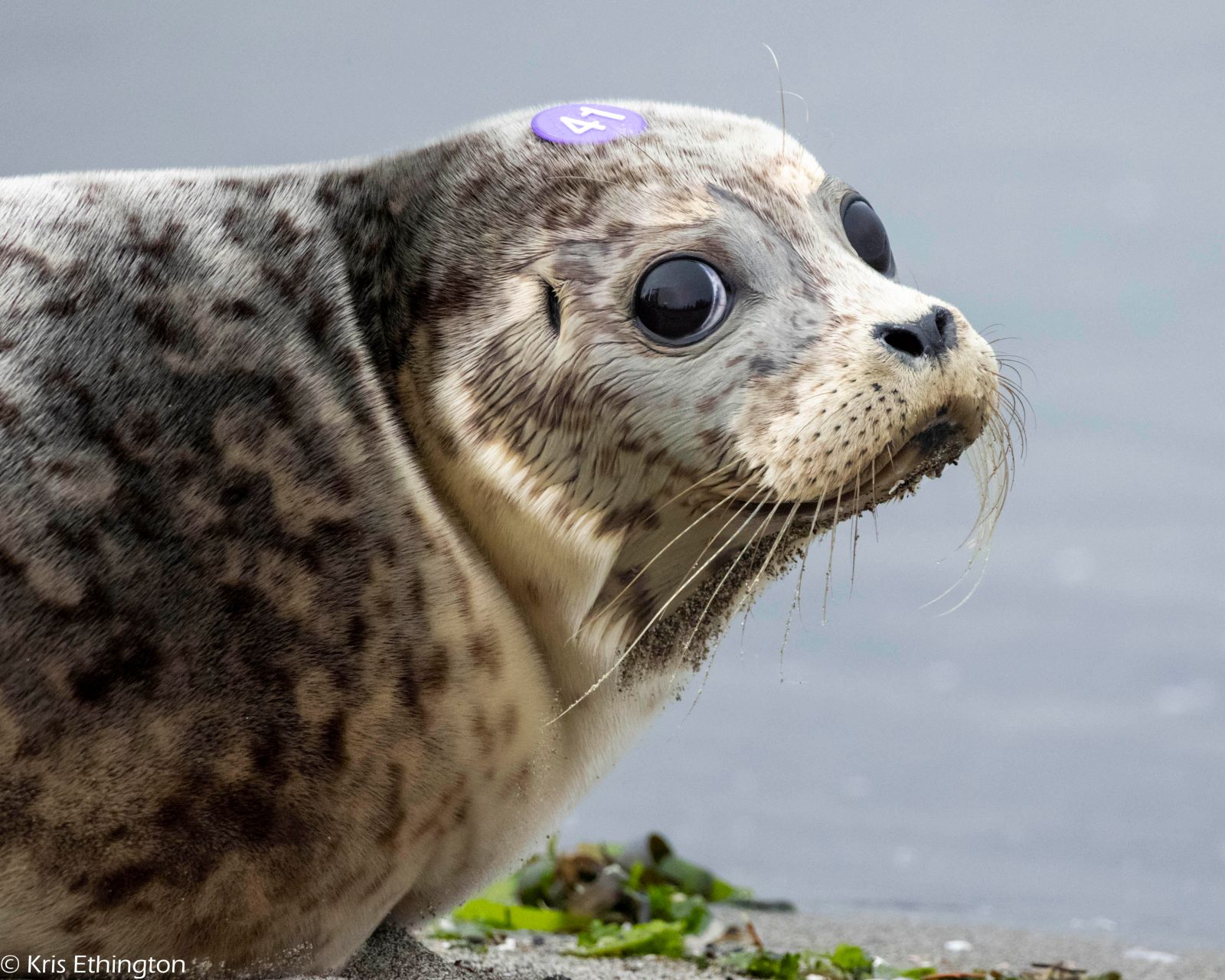 sealpup1.jpg